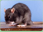 rat control Lower Sunbury