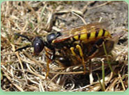 wasp control Lower Sunbury