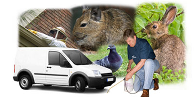 Lower Sunbury local van